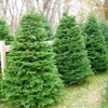 Prepaid Christmas Trees gallery