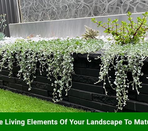 Dirt 2 Dazzle Landscaping. By Sahara Gardens - The Ponds, NSW. The Living Elements Of Your Landscape To Mature