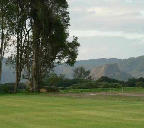 Banksia Turf - Upper Lansdowne, NSW