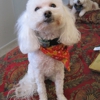 PetWorks Express gallery