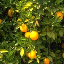 Arbor Expert - Tree Service