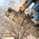 Axel Tree Trimming - Tree Service