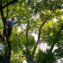 Horton Tree Service - Tree Service