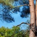 Rmm Tree Service Corp. - Tree Service