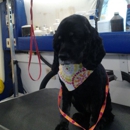 Cruisin' Kuts - Pet Services
