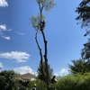 All Seasons Tree Care Inc gallery