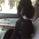 TNT Grooming - Pet Grooming