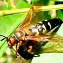 Shoreline Pest Solutions - Pest Control Services