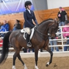 The Dream Team Equestrian Academy gallery