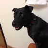 Banfield Pet Hospital gallery
