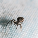 Brock Lawn & Pest Control Inc - Pest Control Equipment & Supplies