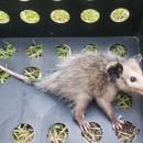 Varmint Eviction