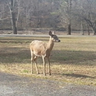 Beech Fork State Park