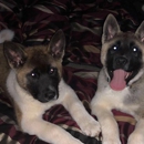 Hilltop Veterinary Clinic - Pet Services