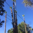 Ortega's Jr Tree Service - Tree Service