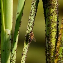 Home Pest Control - Pest Control Equipment & Supplies