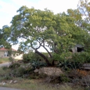 American Treework