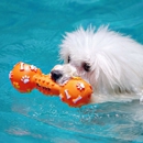 Swimdog Wellness Center - Pet Training