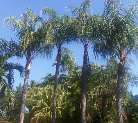 Sunshine Tree Trimming - Miami, FL