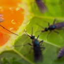 Patriot Exterminating - Pest Control Equipment & Supplies