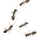 Omega Termite & Pest Control - Chemicals