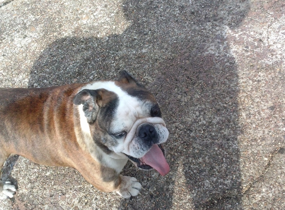 USA Frog - Memphis, TN. English Bulldog with papers!