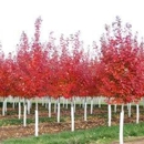 Rosehill Gardens - Garden Centers