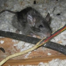All Pest Pros Inc - Bee Control & Removal Service