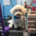 Pretty puppies pet grooming