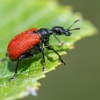 Baraboo Pest Control solutions gallery