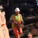 Frady Tree Care - Arborists
