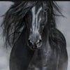 Equine Leg Magic gallery