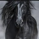 Equine Leg Magic