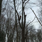 Hinman Tree Service