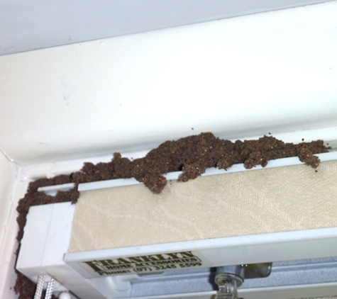 Cure-All White Ant Man. Termite evidence
