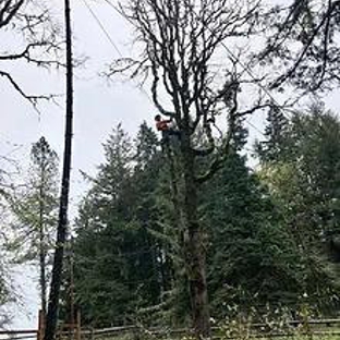 Advanced Tree Management - Sweet Home, OR