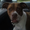 Precious Pet Transport Srv gallery