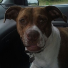 Precious Pet Transport Srv
