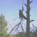 All Heart Tree Service - Tree Service