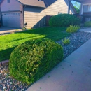 Central Colorado Tree Service - Tree Service