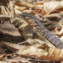 DPS Wildlife Animal Removal - Pest Control Services