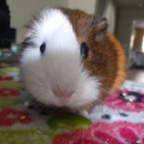 ARCHVET Emergency Hospital - Pet Services