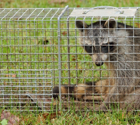 GRS Wildlife Control - West Union, SC