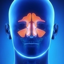 Chesapeake Ear Nose & Throat - Physicians & Surgeons, Otorhinolaryngology (Ear, Nose & Throat)