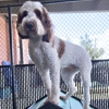 Olde Towne Pet Resort gallery