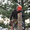 Morgan Tree Service gallery