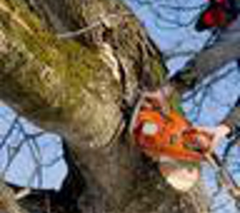 AAA Tree Experts - Roswell, GA