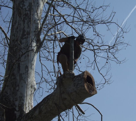 JNG Working Climber and Tree Services LLC - Ranson, WV