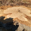 Affordable Stump Grinding gallery