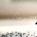 Mosquito Marshals - Pest Control Equipment & Supplies
